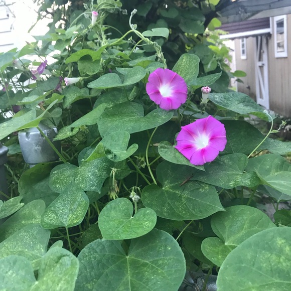 💕LIVE SHOW NOTIFICATION🌺 - Picture 12 of 16